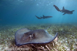 sting ray with nurse shark backround by Daniel Flormann 